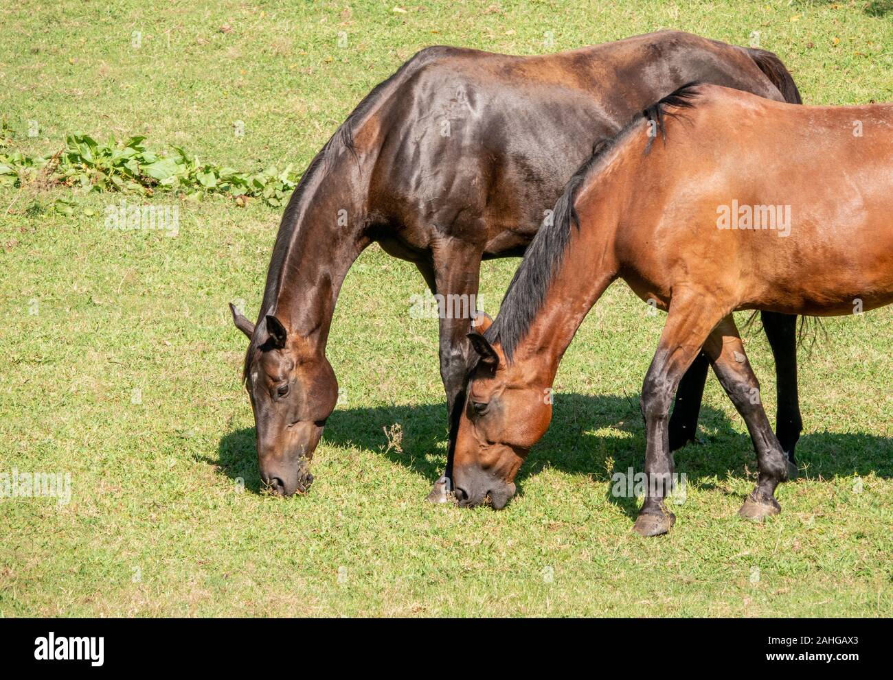 Close up detail of two magnificent horses grazing the grass in meadow in sunlight Stock Photo