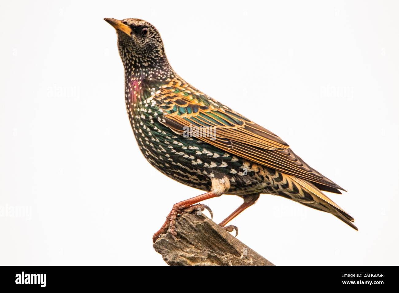 Sturnidae, Starling, perched on a branch in the UK countryside, winter 2019 Stock Photo