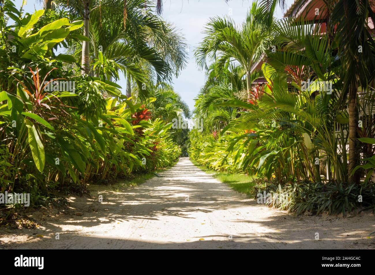 Sand path surrounded by nature leading to the beach in the island of Koh Phangan, Thailand. Tropical empty way Stock Photo