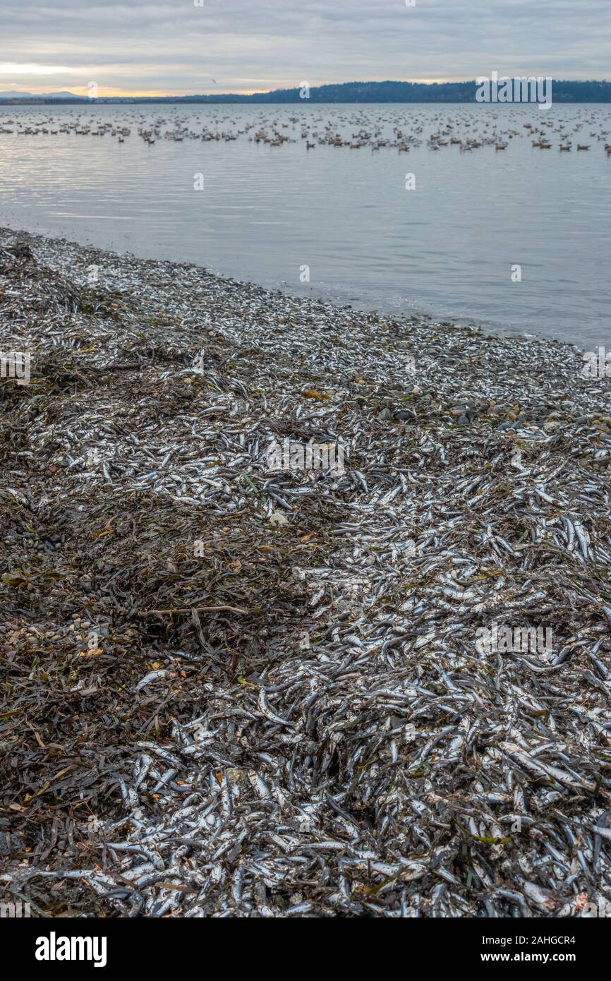 Tens of thousands of small anchovies washed up on the shores of Semiahmoo Bay on White Beach, bc.  Seagulls in the distance ready to enjoy a feast. Stock Photo