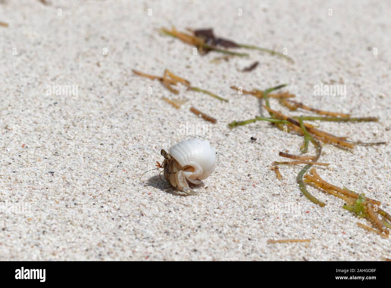 Hermit crab in the stolen shell walking on the beach Stock Photo