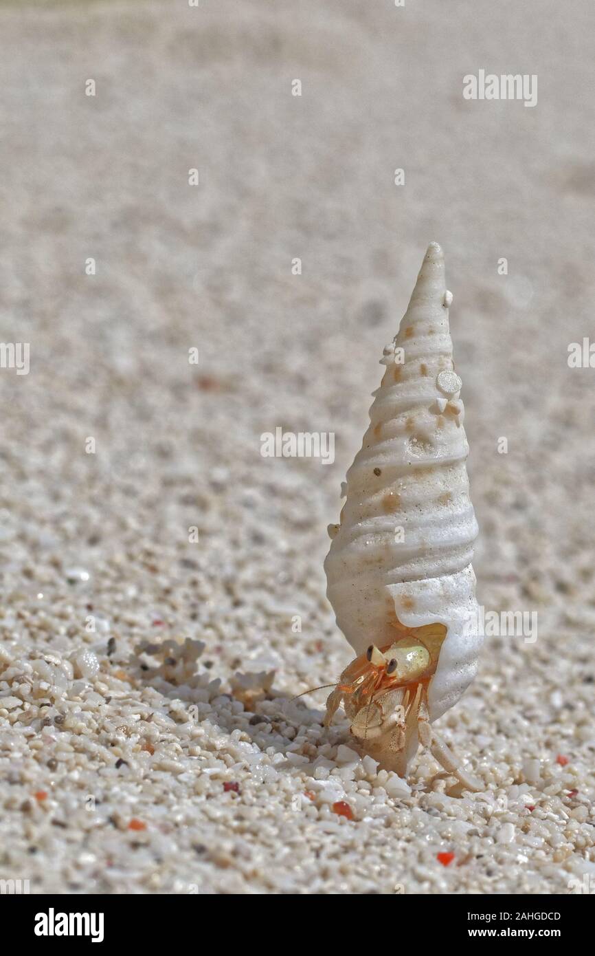 Beach wanderlust of the hermit crab in the stolen white shell Stock Photo