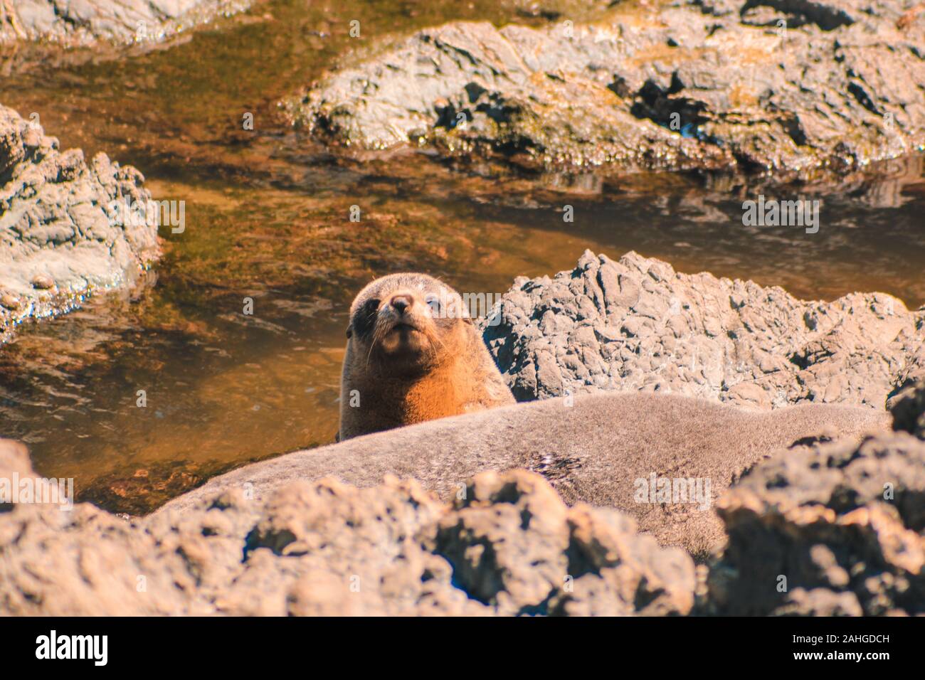 Fur seals at Cape Palliser, North Island, New Zealand Stock Photo Alamy