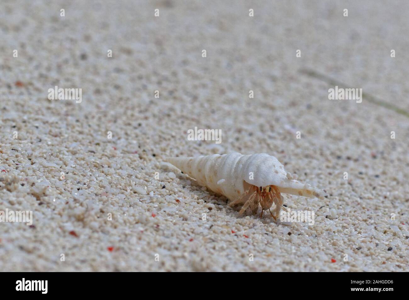 Beach wanderlust of the hermit crab in the stolen white shell Stock Photo