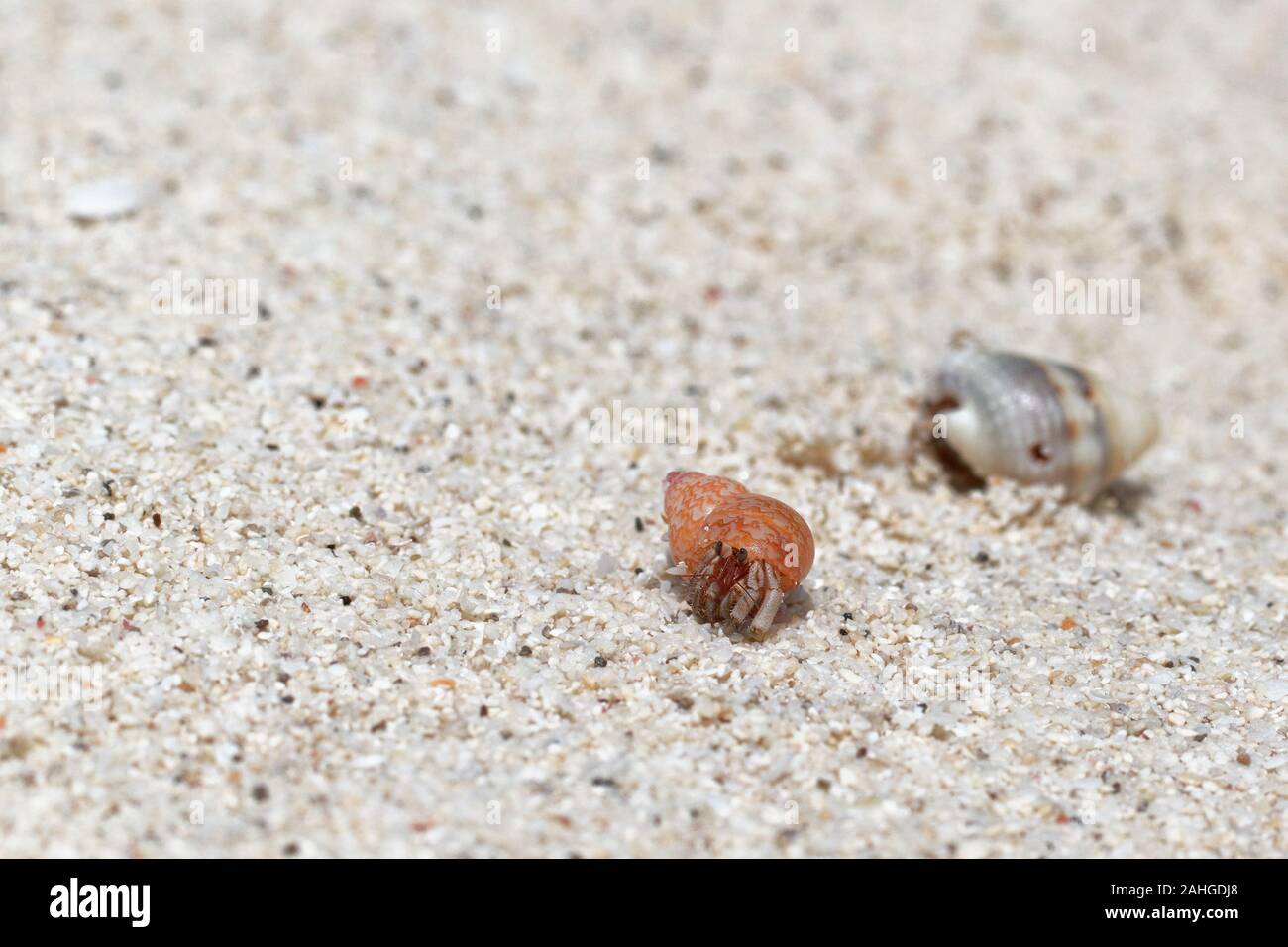 Beach wanderlust of the hermit crab in the stolen red shell Stock Photo