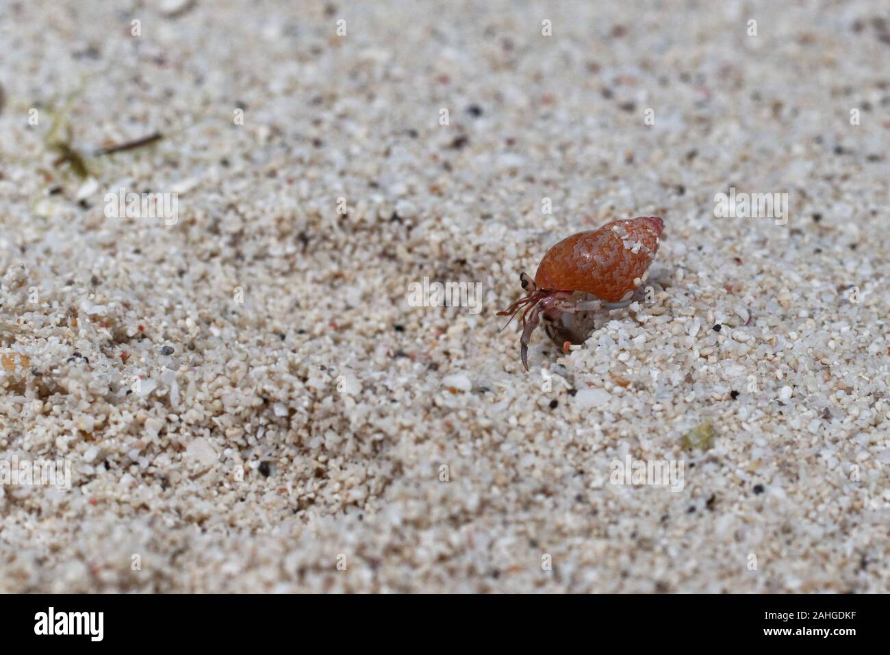 Wanderlust of the hermit crab in the stolen red shell Stock Photo