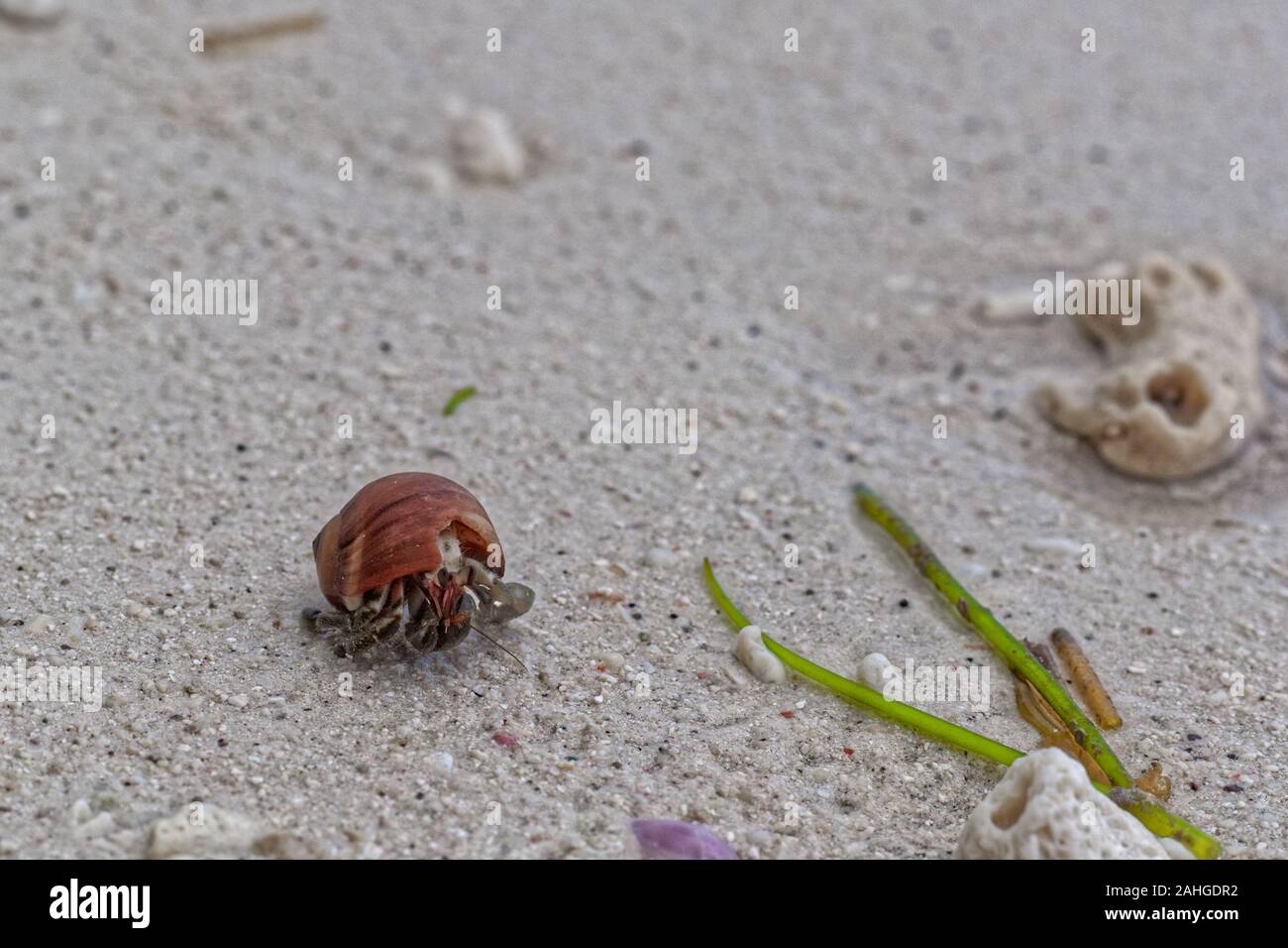 Hermit crab in the stolen shell wanders on the sand Stock Photo
