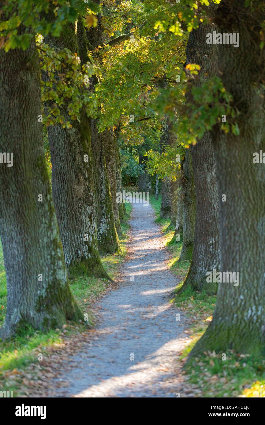 View of a narrow alley / footpath - lined with trees. Finally the path makes a gentle turn to the left. Concept of mystery, the unknown, journey. Stock Photo