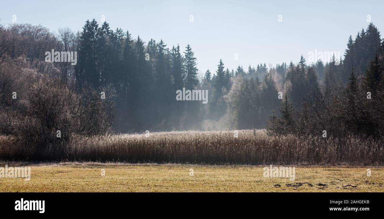 Misty landscape fir forest hi-res stock photography and images - Alamy