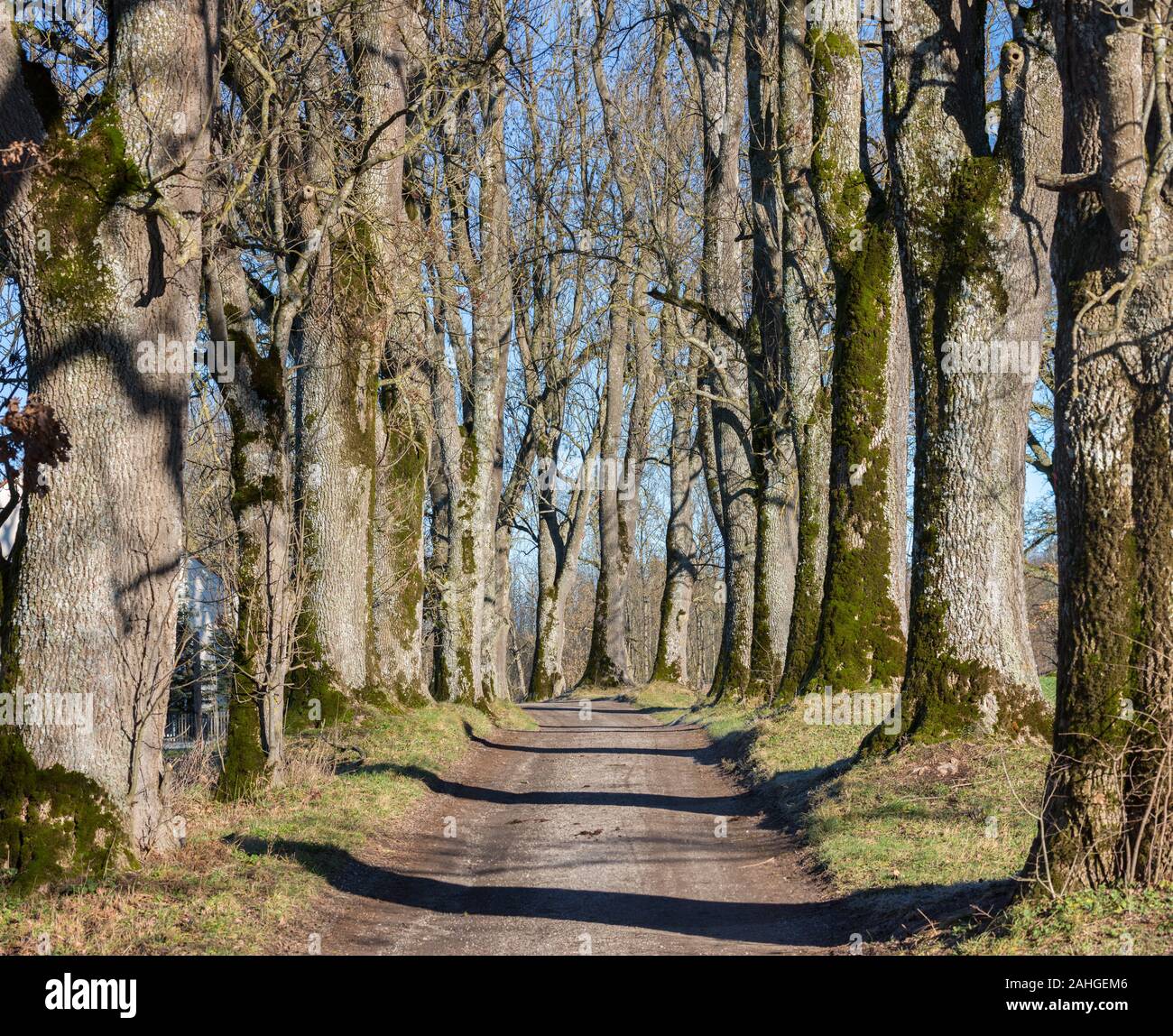 A forest path, flanked on one side by a tree and on the other by a