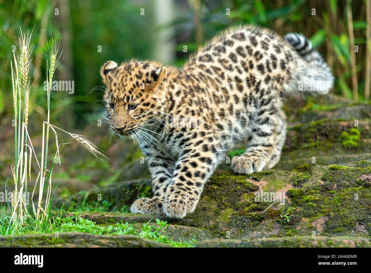Amur Leopard young cub in captivity. Three month old Panthera pardus orientalis at Colchester Zoo, Essex, UK. Endangered specie born in captivity Stock Photo