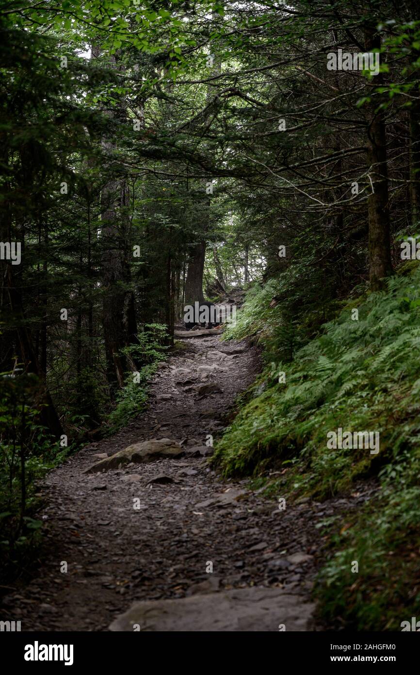 Black Bear Sniffs for Food along wide trail Stock Photo