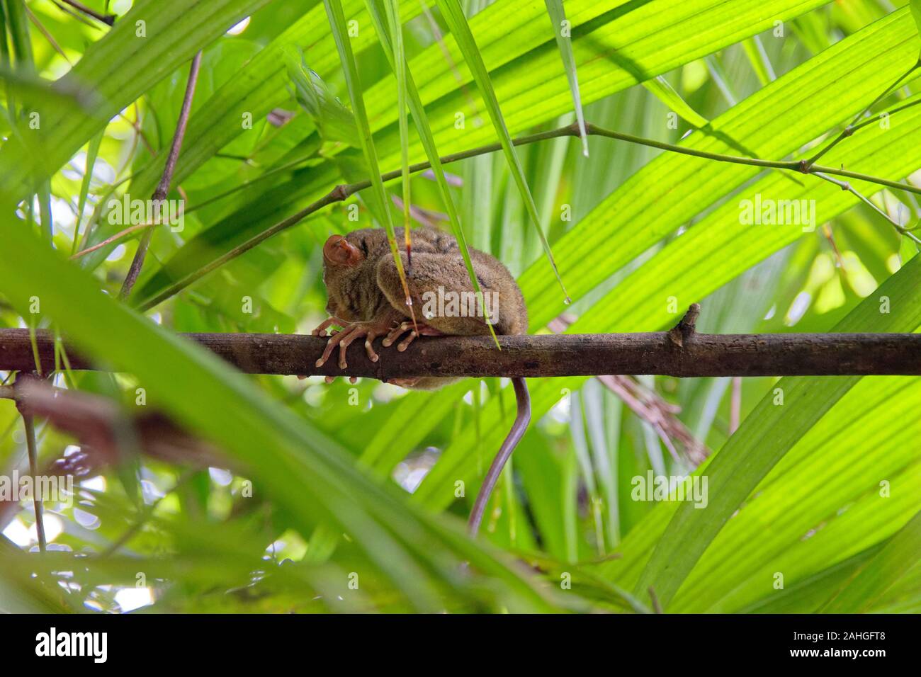 Cute tarsier syrichta sitting back on the branch under green leaves ...