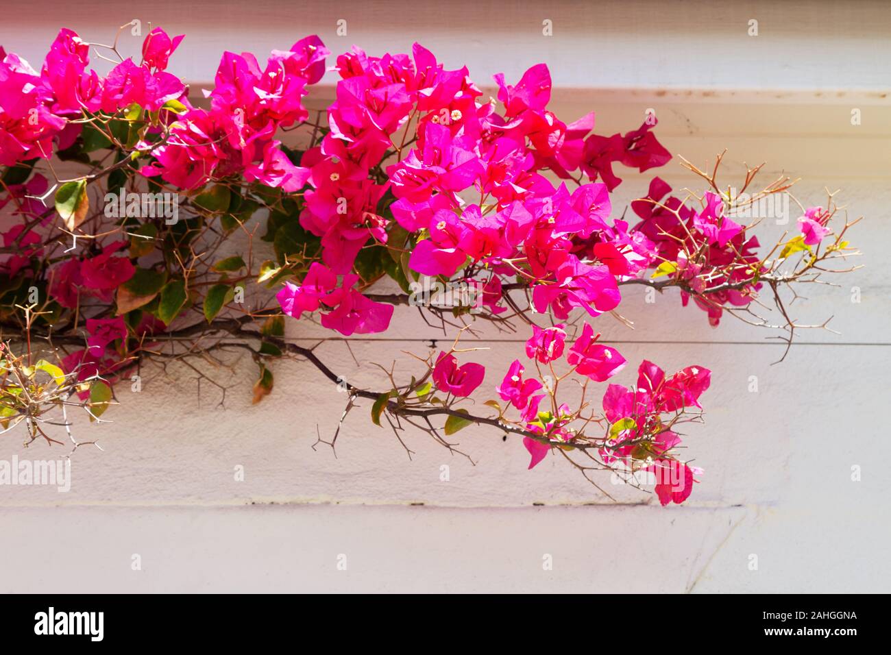Deep pink or Red Bougainvillea flowers growing against white wood, Australia Stock Photo