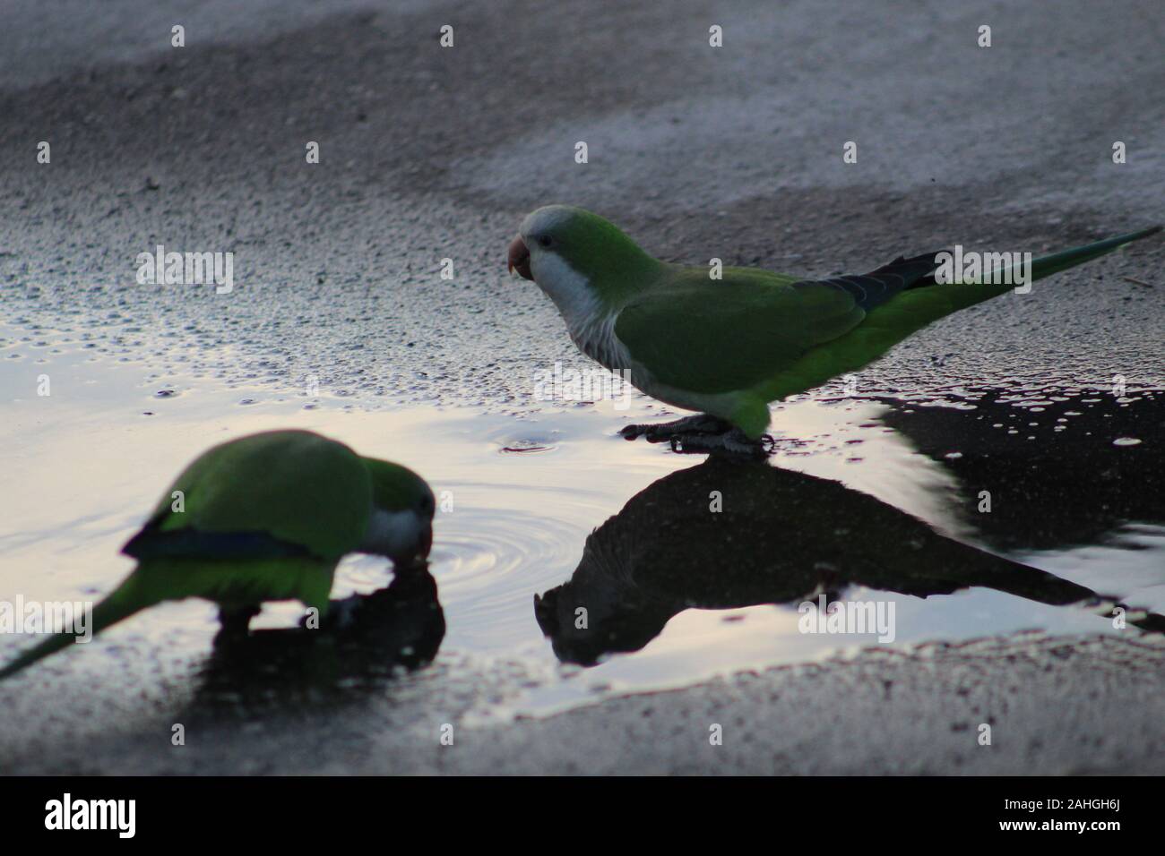 Myiopsitta monachus green tropical bird Stock Photo Alamy