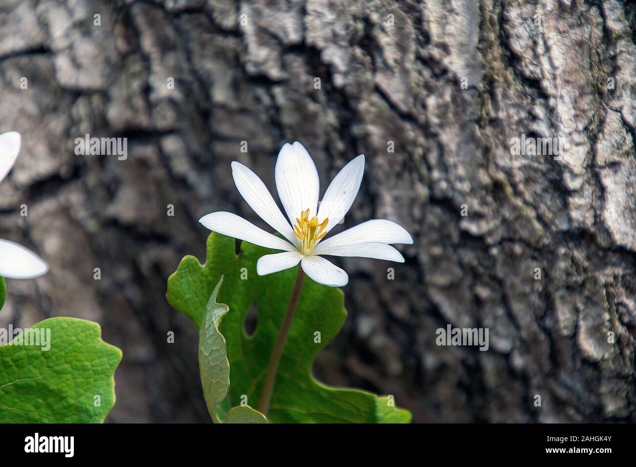close up of white bloodroot wildflower with tree bark background in spring woods Stock Photo