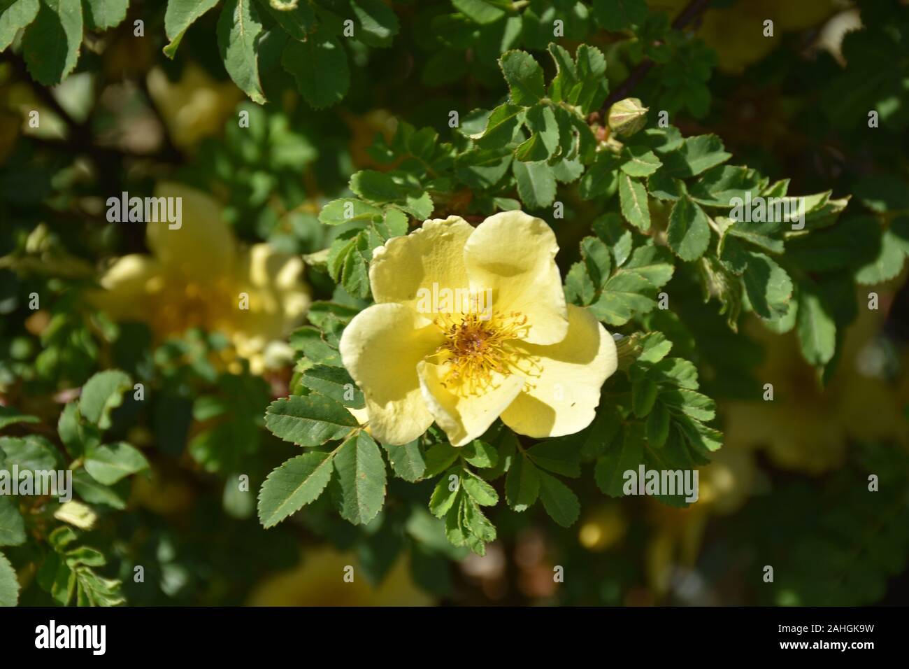 Wild rose bush with a yellow rose in bloom Stock Photo Alamy