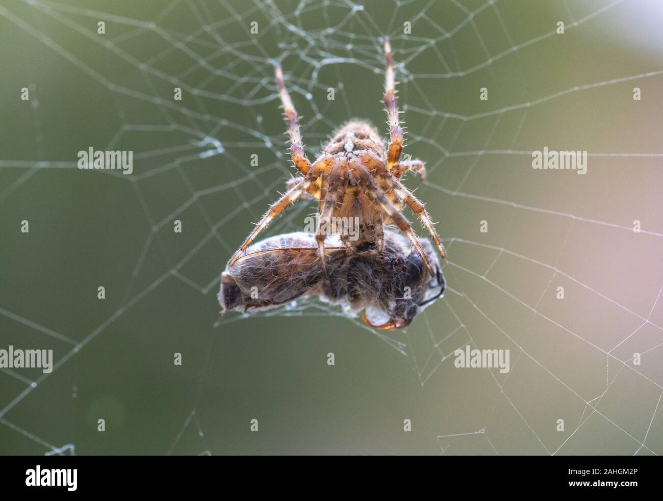 A garden spider (UK) in a web with a wasp it has captured as prey. The wasp is encased in silk. Stock Photo