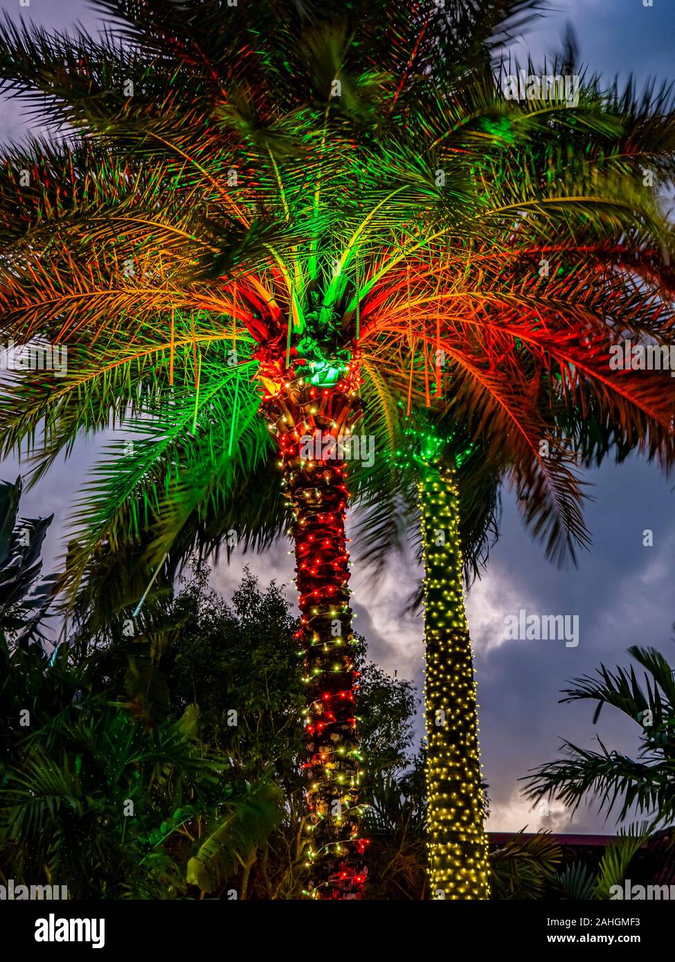 Palm tree christmas lights hi-res stock photography and images - Alamy
