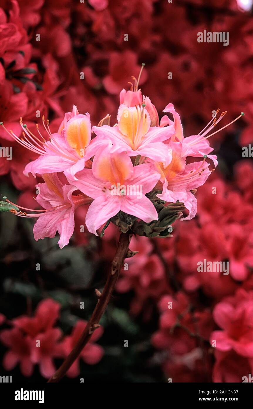 Rhododendron cv. Pucella, Rhododendron cv. Fanny, Ericaceae, decidous shurbs, flower pink and orange, usually fragrant. Stock Photo