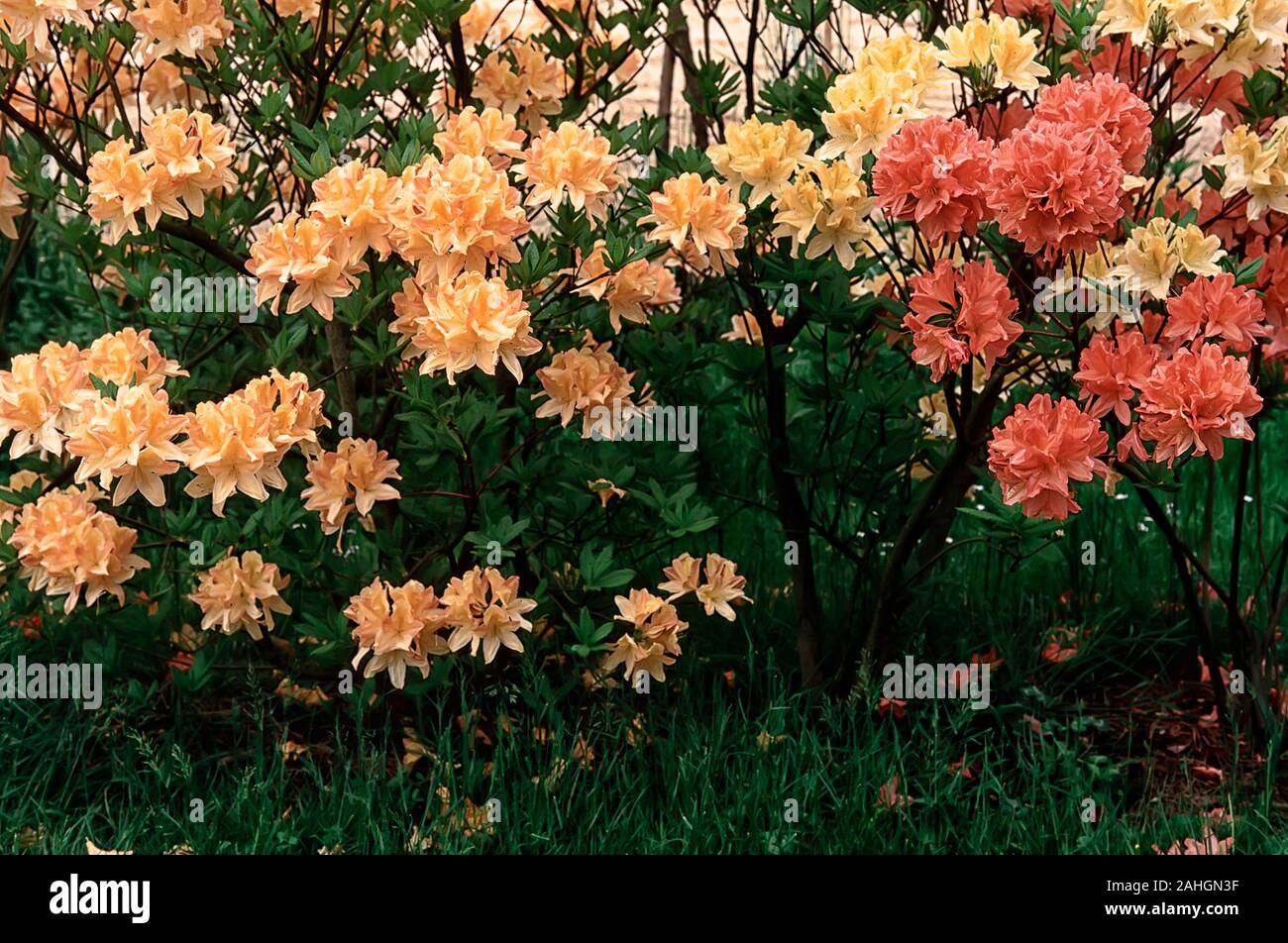 Rhododendron cv. Lemonora (Left) and Rhododendron cv. Doctor. M. Oosthoek (Right), Ericaceae, Azalea mollis, decidous shurbs, flower yellow and orange Stock Photo