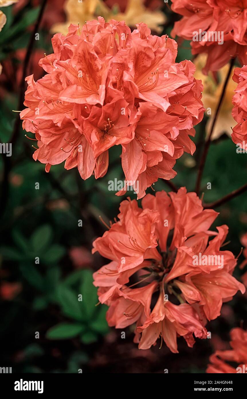 Rhododendron cv. Dr. M. Oosthoek, Ericaceae, Azalea mollis, decidous shurbs, flower orange. Stock Photo