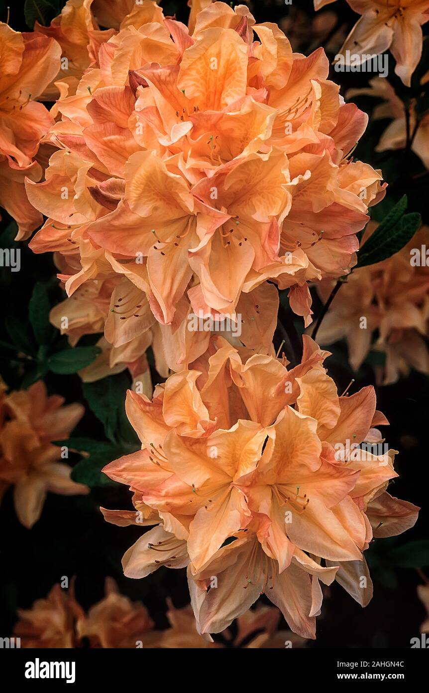 Rhododendron cv. Lemonora, Ericaceae, Azalea mollis, decidous shurbs, flower yellow and orange. Stock Photo