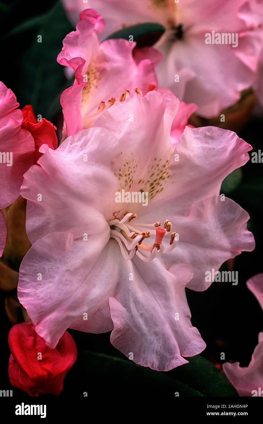 Rhododendron cv. Ken Janeck; Ericaceae, evergreen shurbs, Rhododendron yakushimanum; flower White and pink Stock Photo