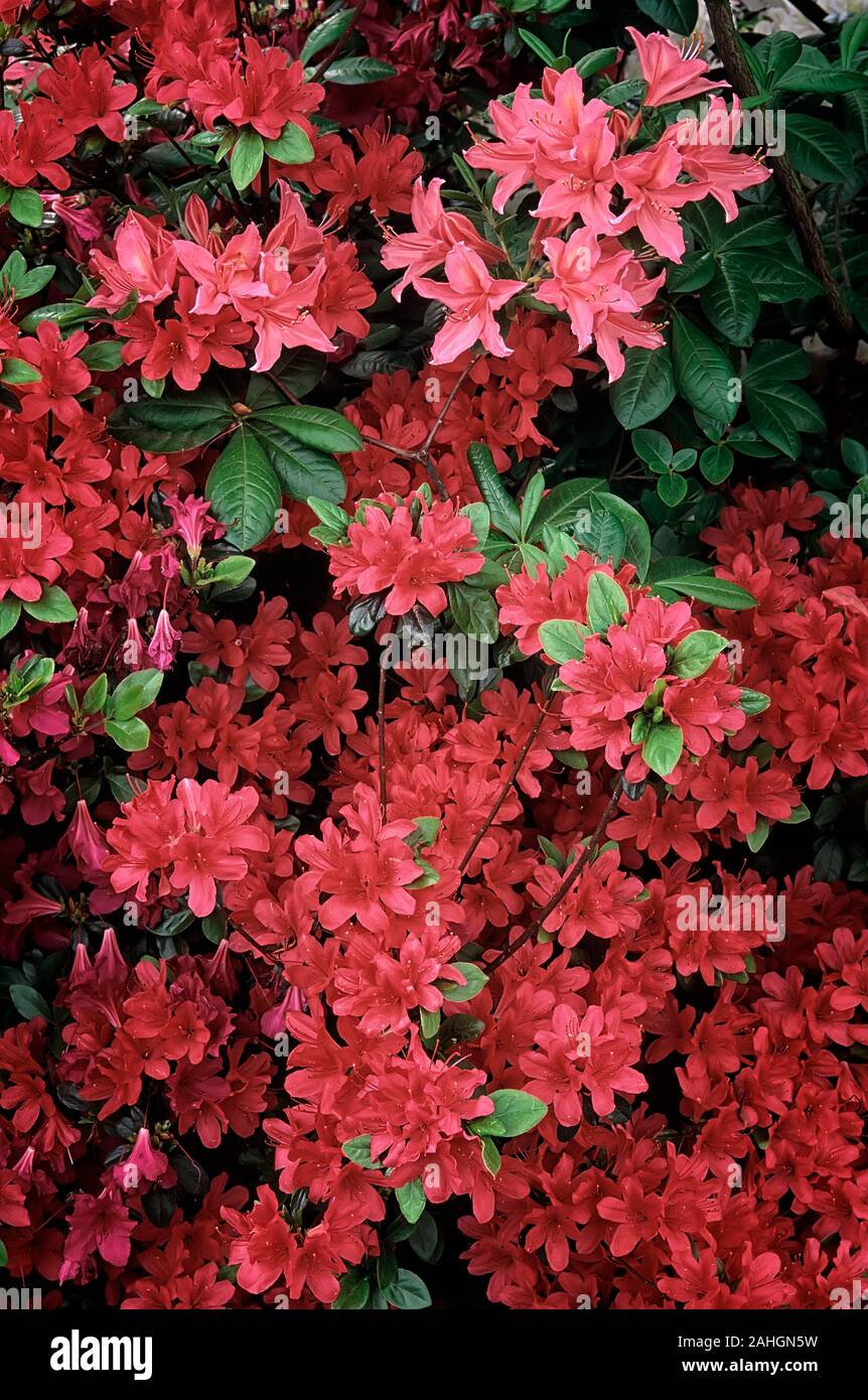rhododendron pjm elite Rhododendron 'PJM Landmark' main image 0