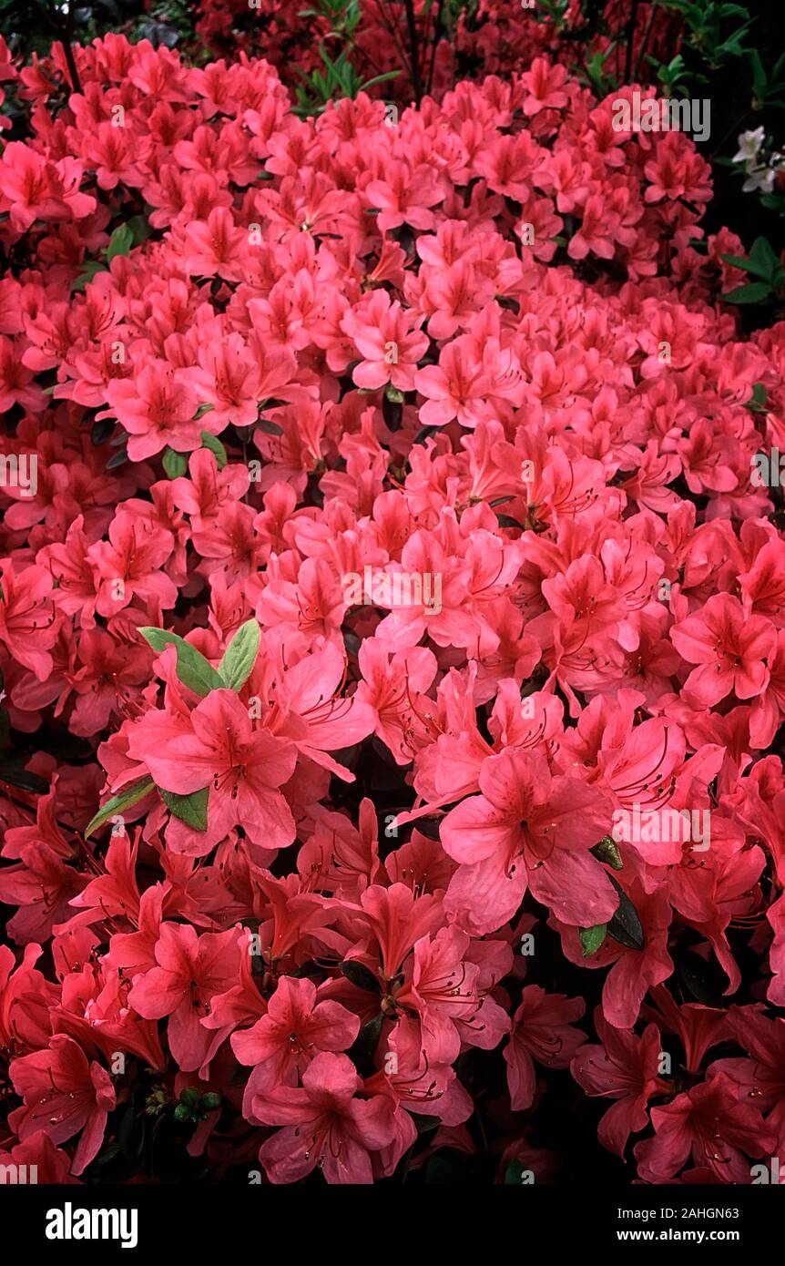 Rhododendron cv. Vuyk's Rosyred, Azalea di Vuyk, evergreen or deciduos shurb and small tree; flower pink. Stock Photo
