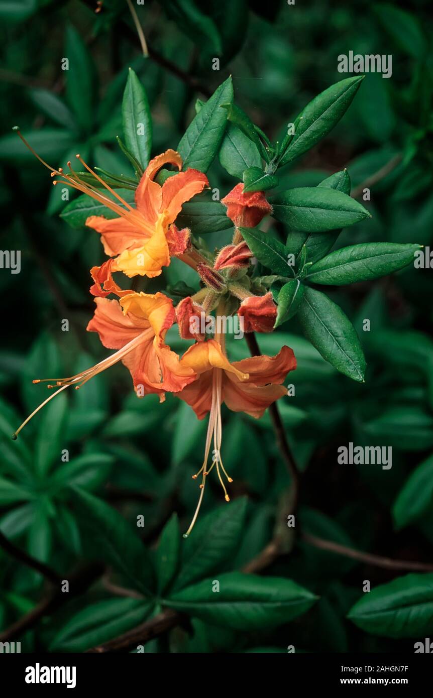 Rhododendrom cv. Gloria Mundi, Ghent hybrid, Azalea deciduos, shurb; flower yellow and orange. Stock Photo