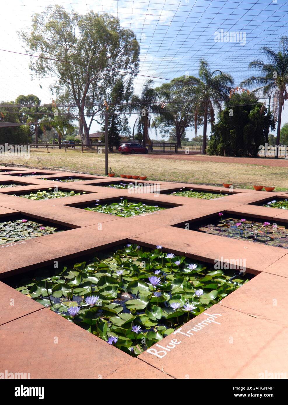 Water lily farm, Swan Valley, Perth, Western Australia. No PR Stock Photo