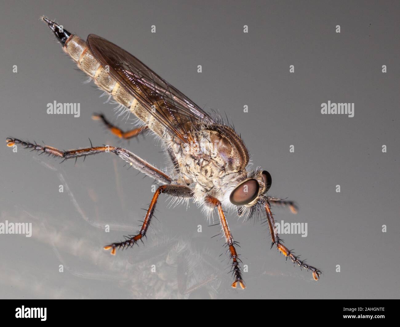 Makroaufnahme einer Fliege fotografiert von schräg oben mit Facettenaugen Stock Photo