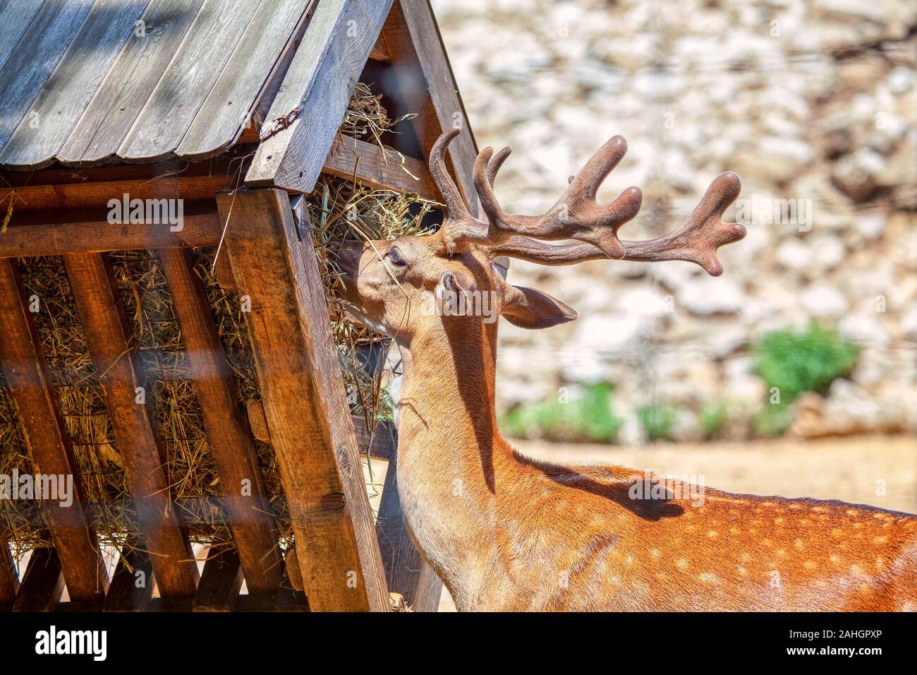 Deer eating hay hires stock photography and images Alamy