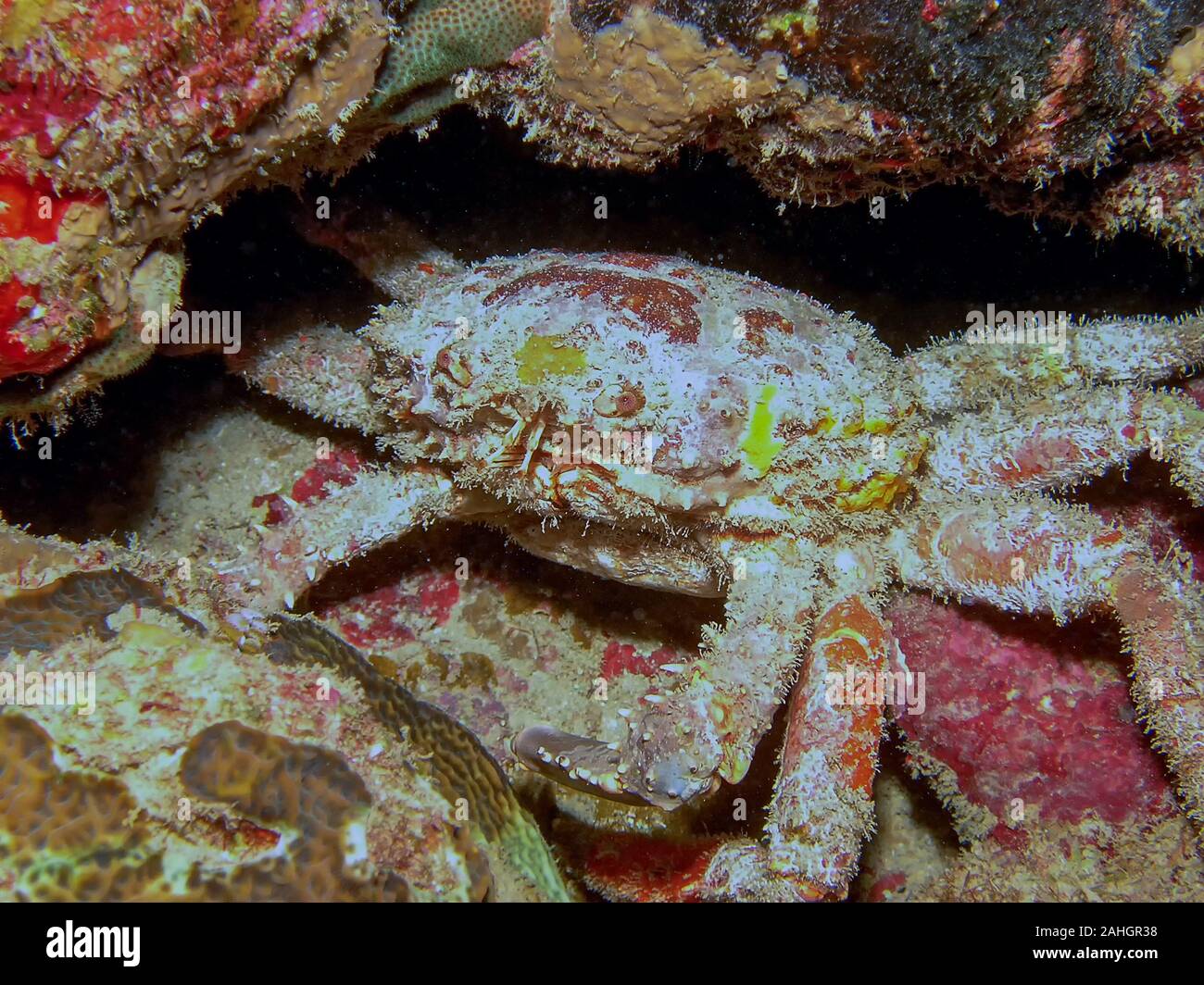 West Indian Spiny Spider Crab (Mithrax spinosissimus) Stock Photo