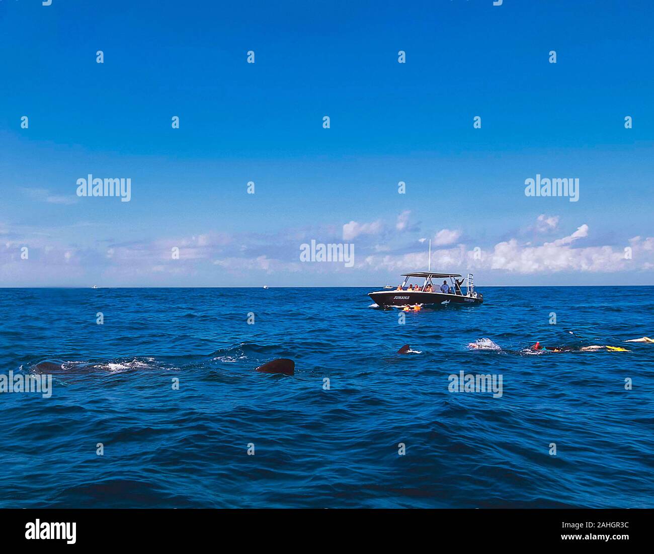 Tour boats with guests snorkelling with Whale Sharks (Rhincodon typus) Stock Photo
