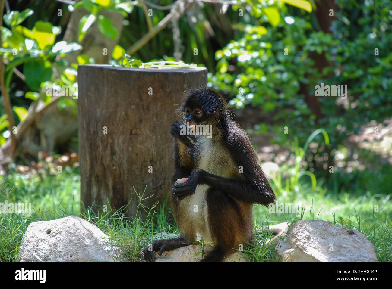 White-Bellied Spider Monkey (Ateles belzebuth Stock Photo - Alamy