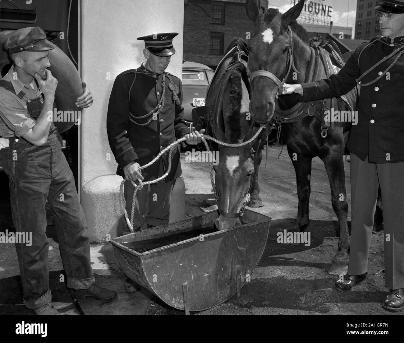 Horses drinking water Stock Photo