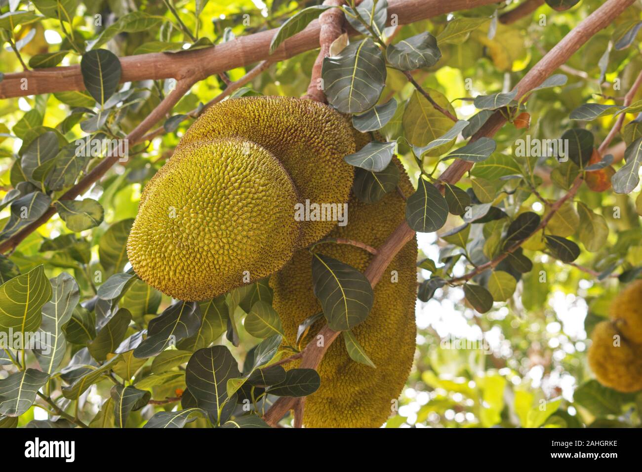 Jack fruit tree bearing fruit from the tree Stock Photo Alamy