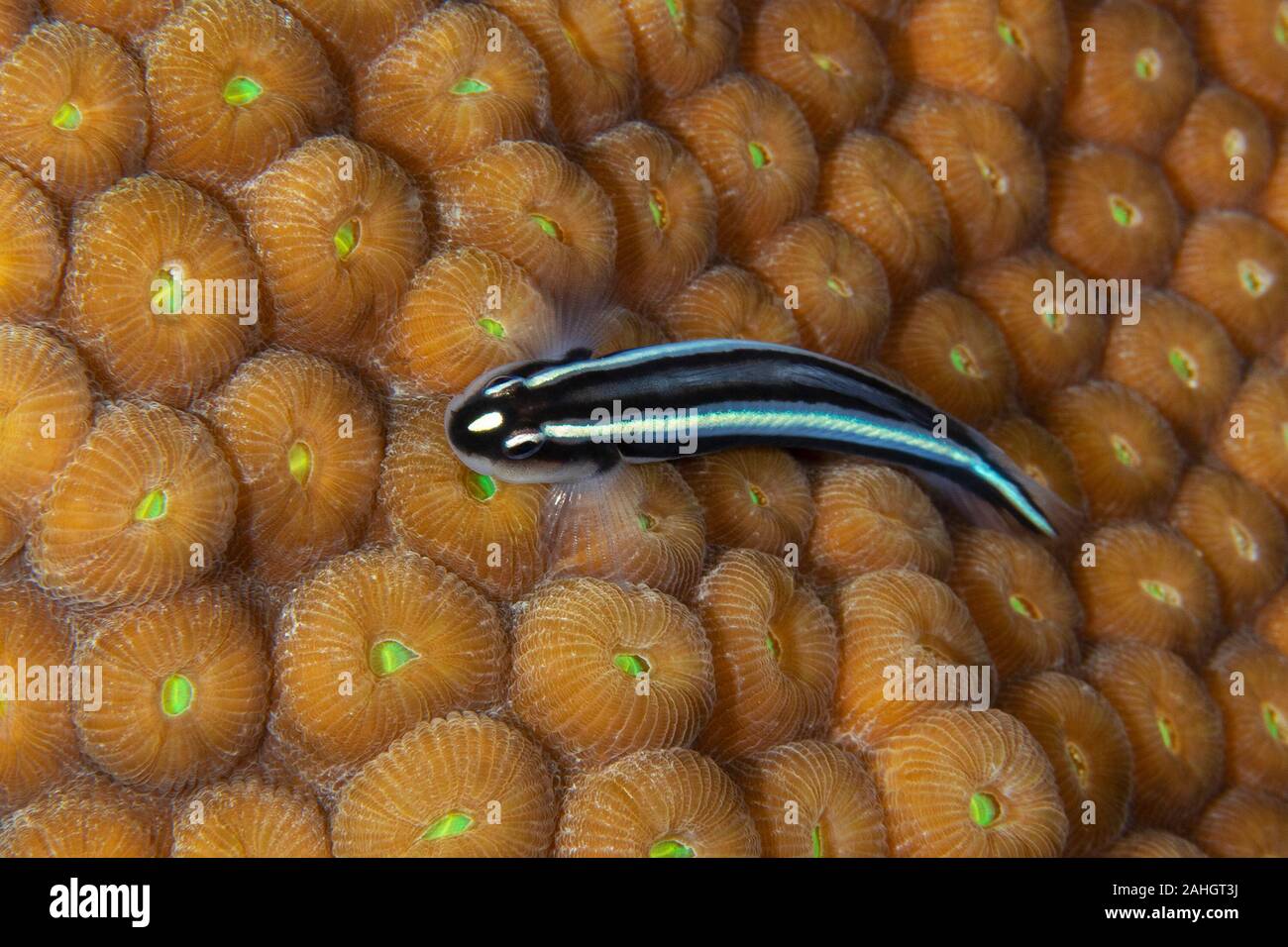 Elacatinus illecebrosus hires stock photography and images Alamy