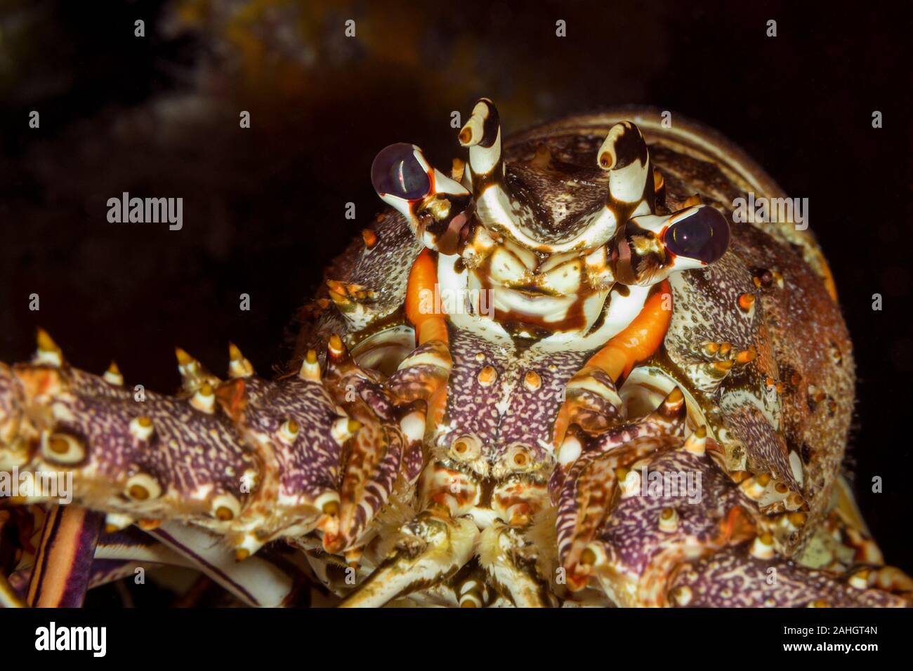 Closeup of a Caribbean Spiny Lobster (Panulirus argus) - Cozumel Stock Photo
