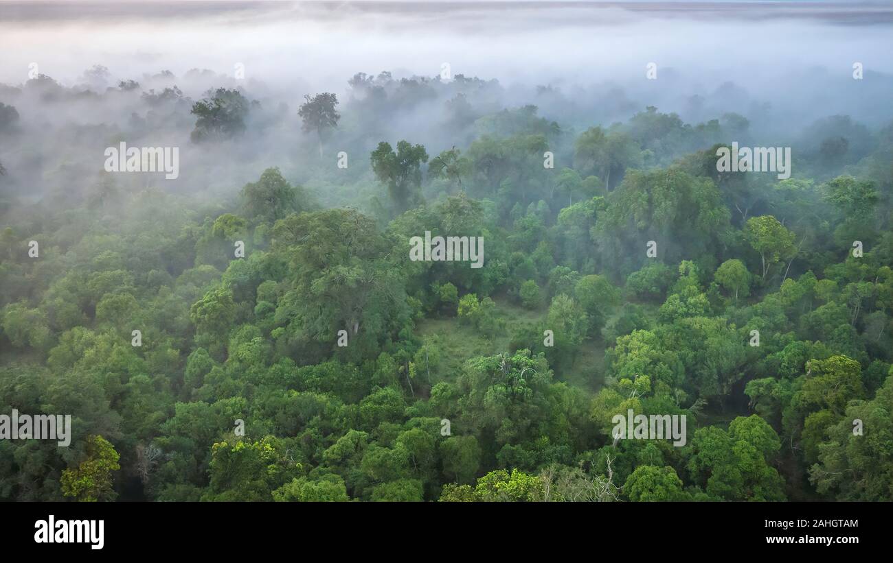 A soft focus, aerial view of a forest on a misty morning, shot from a hot air balloon in the Masai Mara of Kenya. Stock Photo