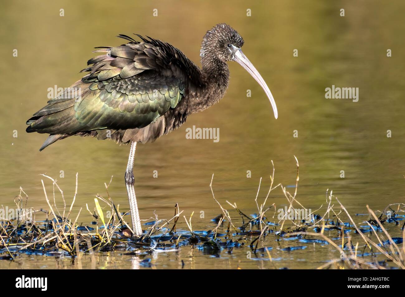 Glossy ibis with the sun shining on his iridescent colored wings Stock Photo