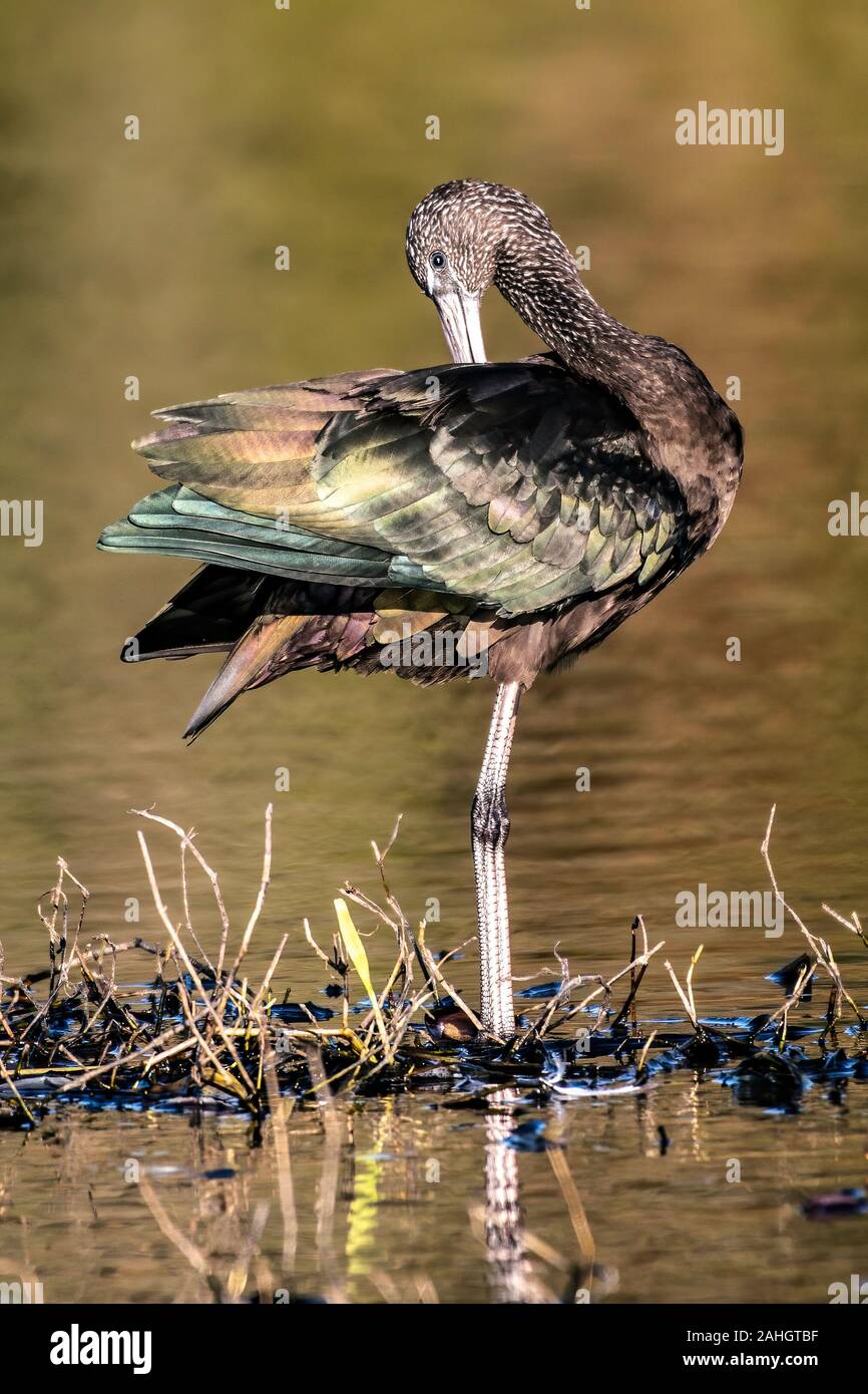 Glossy ibis with the sun shining on his iridescent colored wings Stock Photo