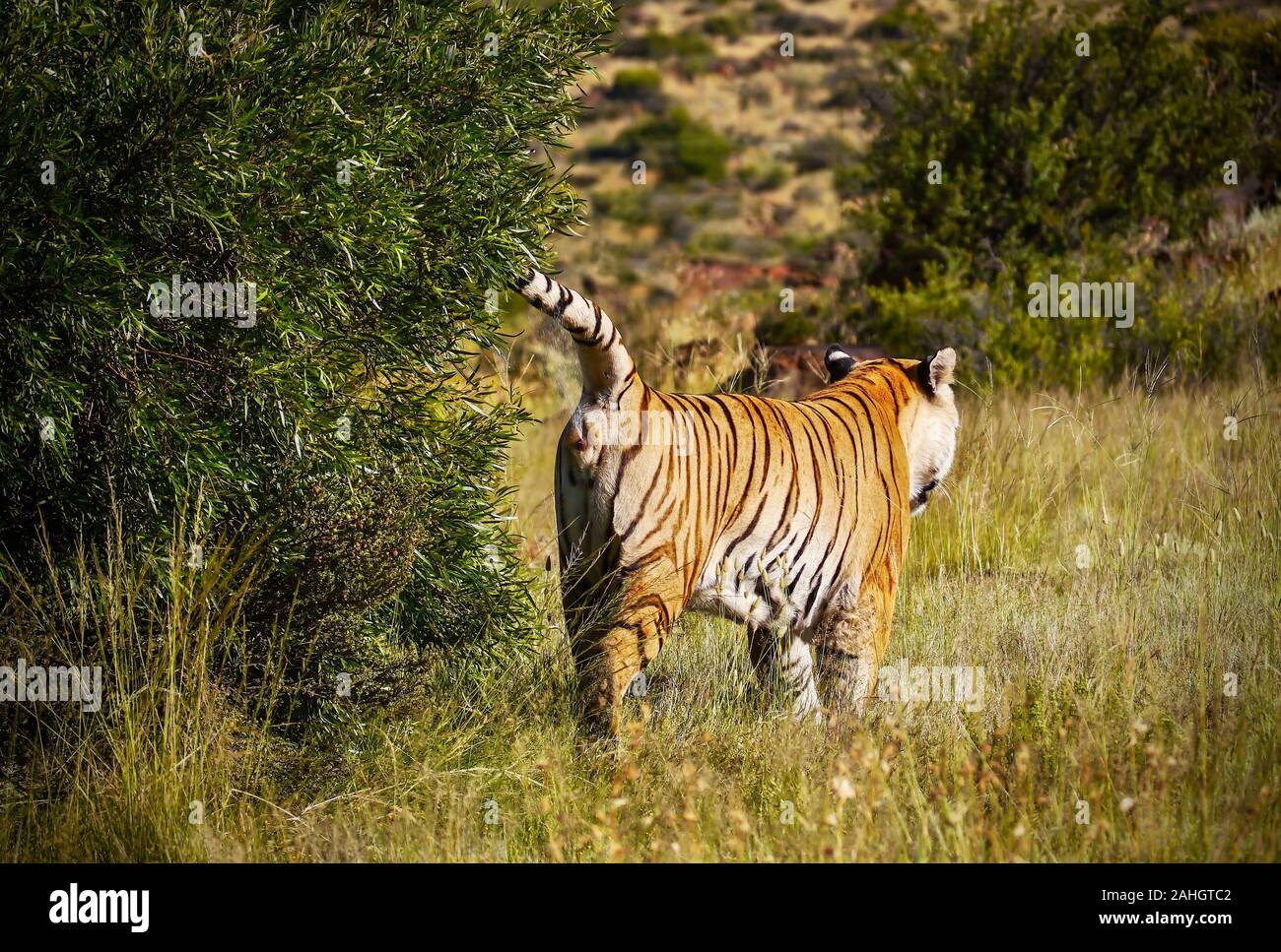 Showing tiger (Panthera tigris) social behavior, as an adult sprays a