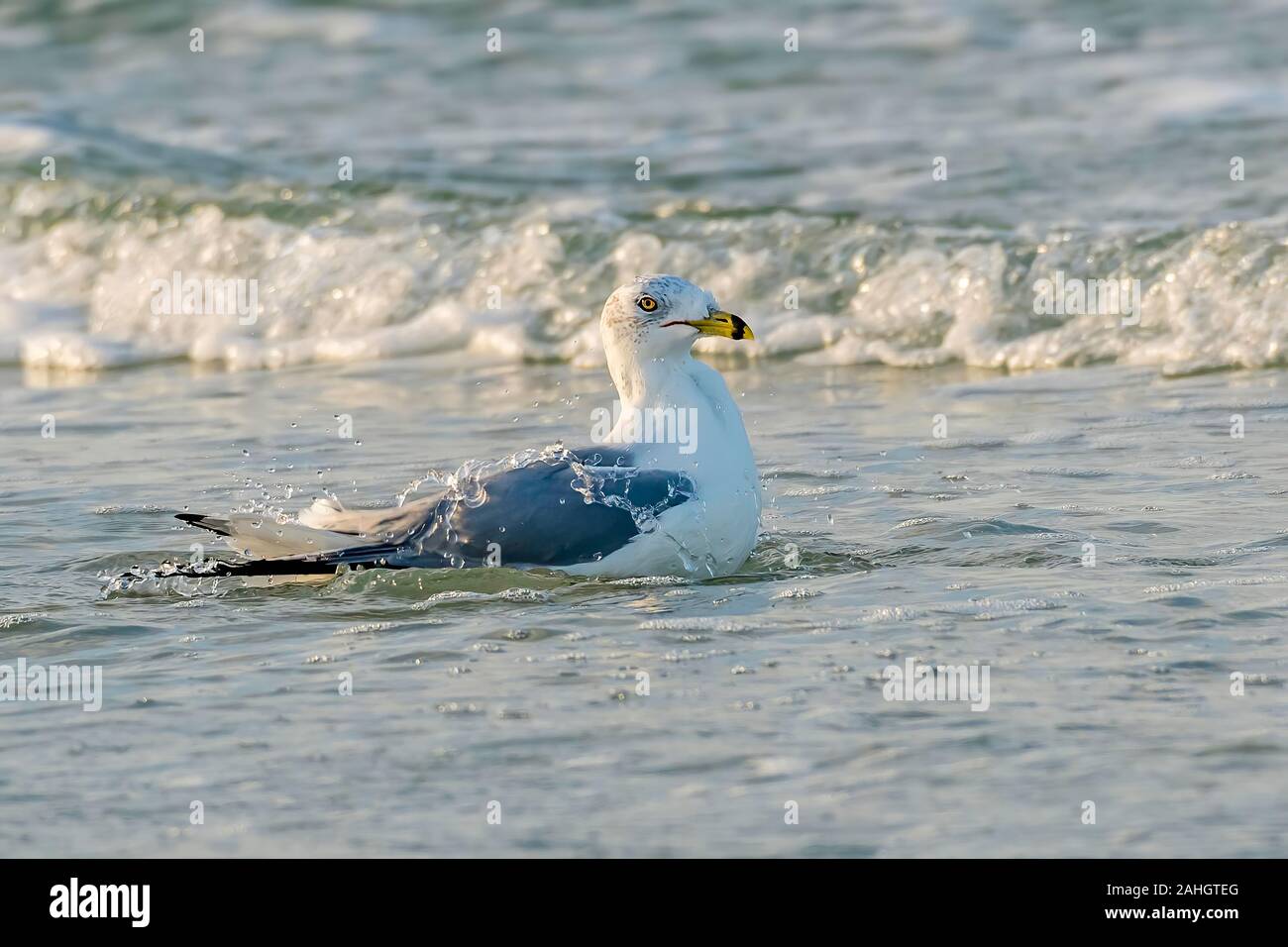 Black ring billed gull bathing at the Gulf of Mexico beach in Florida Stock Photo