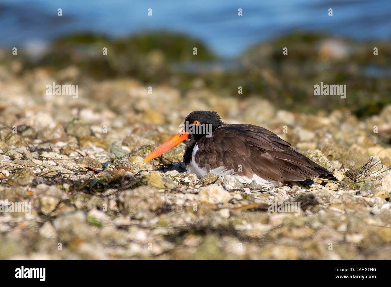 American oyster catcher resting on the shore - Florida Stock Photo