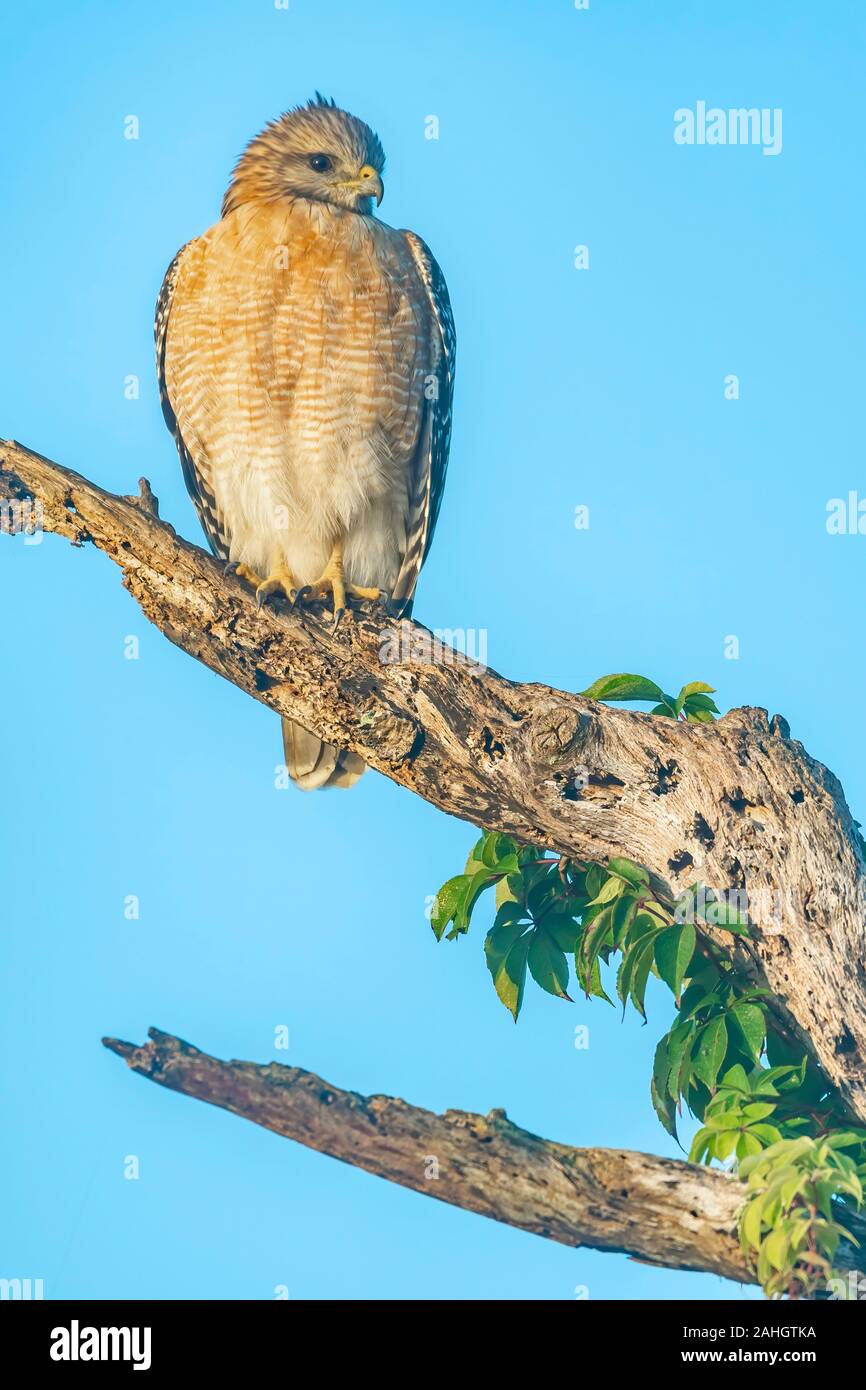 Red shouldered hawk sits perched on a dead tree in central Florida Stock Photo