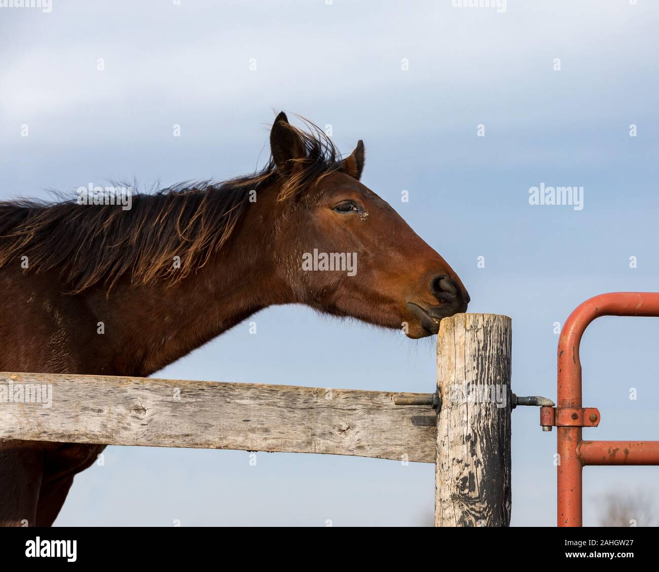 Brown horse in pasture chewing on a wood fence post, possibly due to boredom, frustration, or