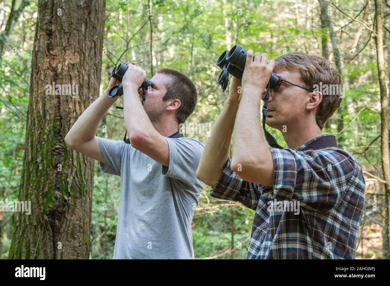 Two young men birdwatching in the woods Stock Photo